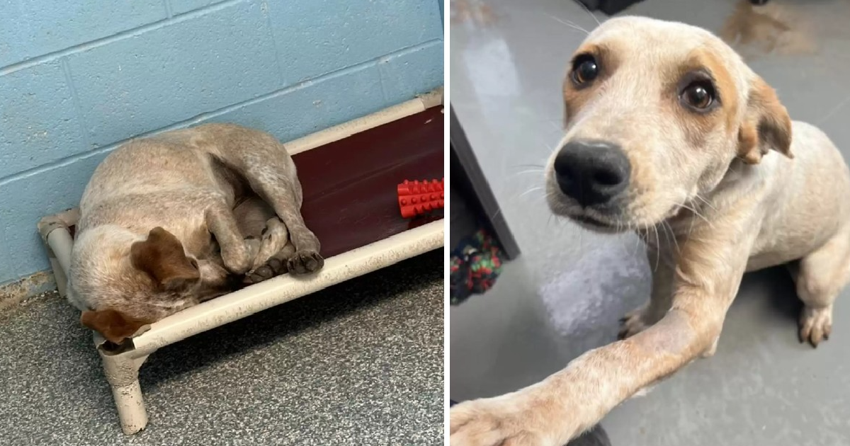 Unbreakable Bond: A Dog’s Heartfelt Goodbye to Its Beloved Owner